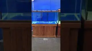 120 gallon Oceanic Aquarium fish tank complete set up $800