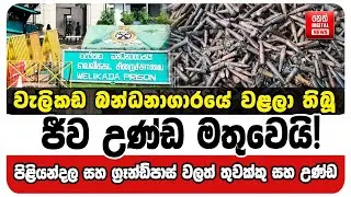 වැලිකඩ බන්ධනාගාරයේ වළලා තිබූ ජීව උණ්ඩ මතුවෙයි!