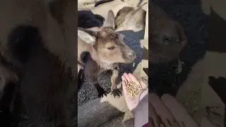 Cangurus s&atilde;o os animais mais fofos do mundo e eu posso provar! 😆Featherdale Wildlife Park - Sydney