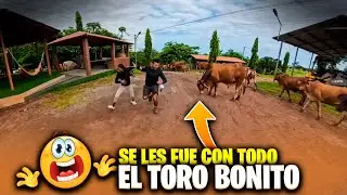 Wendy y Camarón se fueron a sobar al toro bonito pero él los cuerneo