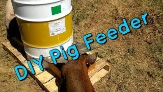 DIY Pig Feeder, Part 3 of 3