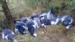 Мега Охота на белощекую казару