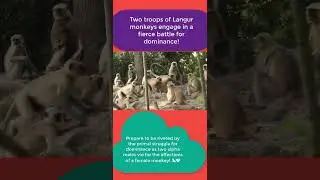 Langur Monkey Fight  #shorts #langurmonkey