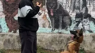 德牧，马犬，东德 大狼狗系列三剑客。#德牧 #马犬 #东德 #科目犬