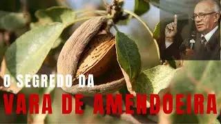 O Segredo Da Vara De Amendoeira