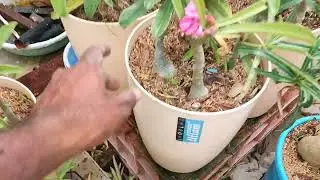 हैबिटेट अडेनियम को किस तरह के पॉट में लगाए ? What type of pot is best for habitat adenium ?