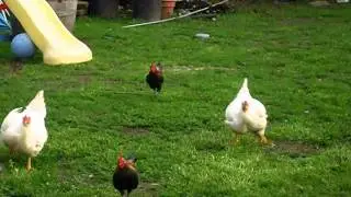 Fat chickens running
