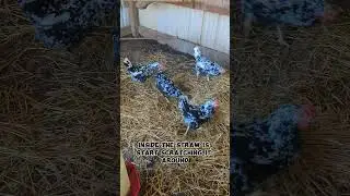 My Chickens Do This Every Time I Put Straw In The Coop!!