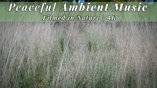 Relaxing Music in a Windy Autumn English Hay Meadow | Calming Ambient Music in Nature
