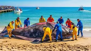 C&oacute;mo los pescadores capturan 250 halibuts monstruosos &ndash; Documental de pesca