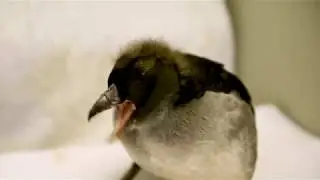 Bird Nerd - Tufted Puffins