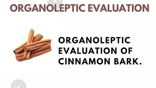Organoleptic Evaluation of Cinnamon Bark.