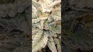Growing small for funzeez! 🌱 #legalmarijuana