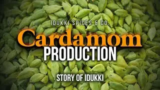 Cardamom | Production | Our Story |  Idukki Spices & Co.