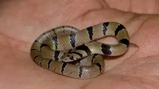 Common Kukri snake Frist Time Rescue Amurtvila society palanpur.  Nonvenomous snake  બિનઝેરી સાપ છે.