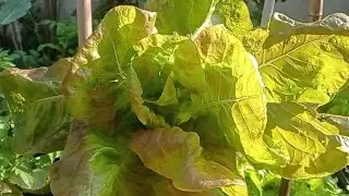 Colheita de Alface 🥬💚💚💚