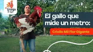 El gallo que mide un metro: Criollo Mil Flor Gigante 🐔