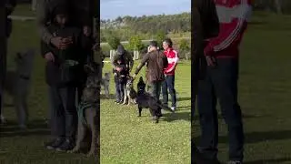 ▪️SUPER OBEDIENCE! #dogtraining #dogcoach #germanshepherd #gsds #malinois #puppy #germanshepheard