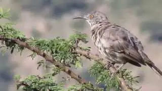 Curved Bill Thrasher