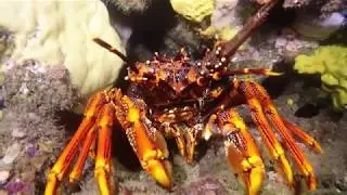 Crayfish diving Melbourne Victoria - GnoMAD
