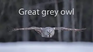 Great grey owl hunting mouse.