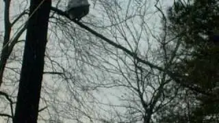 how to get a cat out of tree without shotgun.