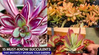 15 Must-Know Succulents That Instantly Upgrade Your Garden || worth knowing succulent