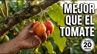 Tamarillo - El Tomate de Árbol que Produce 20 Años