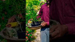 👈Rose🌹 Grafting Result | Healthy Plant Update