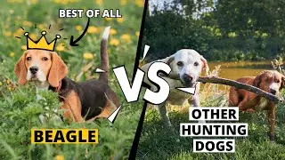 Beagle vs. Other Hunting Dogs: Why They&rsquo;re the Best?