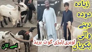Lohri goat breed documentary / World record longest ear goats in Sindh