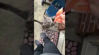 Feeding my Outdoor Cat Some Raw Salmon