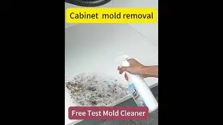Mold removal, done right and fast!