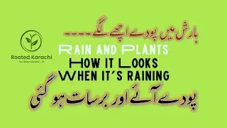 Naye Poday aur Barish | New plants, Rainy Days | Rooted Karachi #rain #beauty #love #green #garden