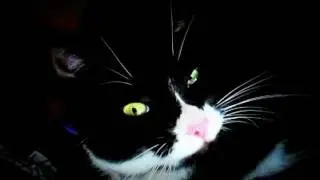 Felix Tuxedo Cat Meow Talks Sleepy Yawn