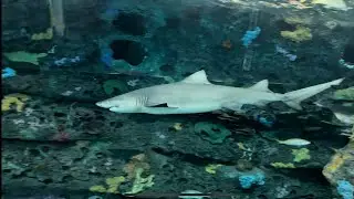 Exploring Ripley’s Aquarium of Canada in 4K— Toronto’s Underwater World 
