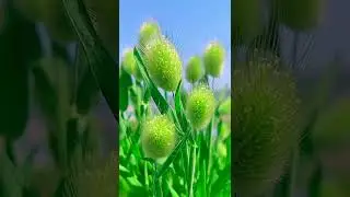 Relax nature music - Peaceful nature #trending #newshorts #shorts #softpeace