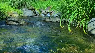 Soothing River Water Sounds ASMR for Sleep, Relaxation, Study, Meditation & Stress Relief