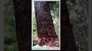 Giant Tree Cut Down Perfectly Cutting trees | Hollow Trunk but Safe Felling