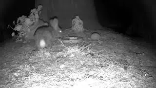 Bunny Retrieves Apple Offering 2.0