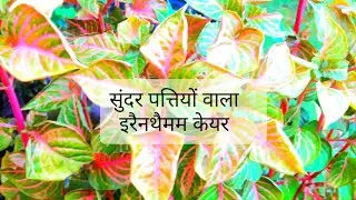 814🌿🥀सुंदर पत्तियों वाला इरैंथैमम All About Eranthemum, soil, location , Watering