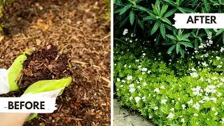 10 Groundcover Plants That Replace Mulch 🌿
