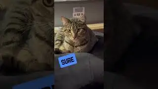 🐾 Funny Cats Being Hilarious and Absolutely Adorable! | Funny Cat Video | Cat Cuteness Overload 🐾