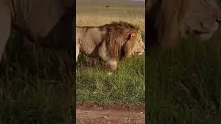 Temps de jeu des rois | Images de combat de lion #kings