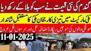 Today Wheat price in punjab//گندم کا ریٹ2026/munji makki till sarso/Galla mandi rate today