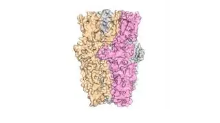 ‘Wasabi Receptor’ detects wide variety of toxic chemicals