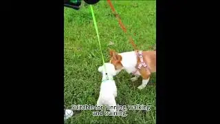 Retractable Double Dog Leash   #DogWalks #OutdoorDogs #PetCare #SmallDogs #DogLife #DogOwnerTips