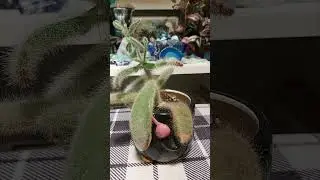 Panda plant propagation