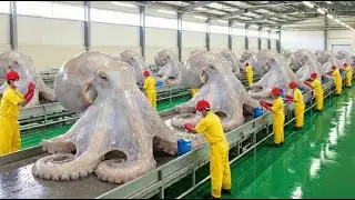 Inside the Grimpoteuthis Industry - How Millions Are Processed for Biological Toys