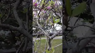 Ранние цветы на деревьях - тихое пробуждение жизни